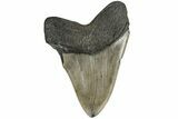 Fossil Megalodon Tooth - South Carolina #204592-2